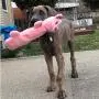 SmartPetLove - Tender Tuffs - Water Bottle Cruncher with Puncture Resistant Squeaker - Pig Bottle Cover Dog Toy SmartPetLove - Tender Tuffs - Water Bottle Cruncher with Puncture Resistant Squeaker - Pig Bottle Cover Dog Toy
