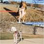 Lof Dog Harness with Handle, Designed to fit Dogs Body Best, Durable and Perfect for Training Small to Large Dogs