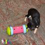 PIPOLINO-S - Mobile Food Dispenser for Well-Being and Health of Small Animals …