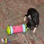 PIPOLINO-S - Mobile Food Dispenser for Well-Being and Health of Small Animals … PIPOLINO-S - Mobile Food Dispenser for Well-Being and Health of Small Animals …