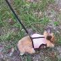 Pettom Bunny Rabbit Harness with Stretchy Leash Cute Adjustable Buckle Breathable Mesh Vest for Kitten Small Pets Walking