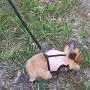 Pettom Bunny Rabbit Harness with Stretchy Leash Cute Adjustable Buckle Breathable Mesh Vest for Kitten Small Pets Walking