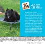 Paws & Pals Elevated Dog Bed, Portable Raised Pet Cot Platform with Steel Frame and Lifted Cooling Mesh Hammock Best for Dogs, Puppy & Cat Indoor or Outdoor Use, Medium Suspended Trampoline 32” x 25”