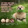 Ceetpupe Squeaky Chew Toothbrush Dog Toy Sticks for Puppy Small Medium Large Dogs Teeth Cleaning Ceetpupe Squeaky Chew Toothbrush Dog Toy Sticks for Puppy Small Medium Large Dogs Teeth Cleaning
