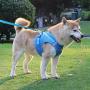 Zhongde No Pull Dog Harness and Leash Set for Small Medium Large Dogs, Adjustable Step in Pet Vest, Easy Control Breathable Mesh Harnesses with Reflective Straps