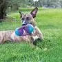 Kong Jumbler Tri Dog Toy Kong Jumbler Tri Dog Toy
