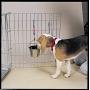 ProSelect Stainless Steel Flat Sided Pet Pail