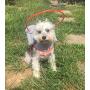 Muffin’s Halo Blind Dog Harness Guide Device – Help for Blind Dogs to Avoid Accidents & Build Confidence – Ideal Blind Dog Accessory to Navigate Surroundings. Helped Over 30,000 Blind Dogs!