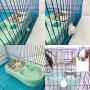ZYYRT Double Cat Bowls Dog Water and Food Bowl Set Automatic Water Dispenser Bottle Detachable Stainless Steel Feeder Bowl for Cats Small Dog