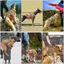 PET ARTIST Tactical Dog Harness for Hiking Training, No Pull Vest Harness for Medium Large Dogs, with Pouches and Patches