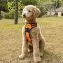 TrainPro No-Pull Dog Collar Harness and Leash Training Set for Easy Control! - Kinder to your Pet than Standard Collars! - Fully Adjustable with Comfort Padding! - Great for Small, Medium, Large Dogs!