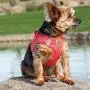 Doggie Design American River Step In Wrap Up Ultra Choke-Free Mesh Dog Harness with Safe Night Walking Reflective Strips (Soft Mesh Polyester, Machine Wash and Line Dry) Doggie Design American River Step In Wrap Up Ultra Choke-Free Mesh Dog Harness with Safe Night Walking Reflective Strips (Soft Mesh Polyester, Machine Wash and Line Dry)