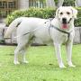 DOGNESS Comfortable Series - Harness and Leash Sets - Adjustable Lengths, Soft,Sustainable and Eco-Friendly Cotton for Small and Medium and Large Dogs Training, Walking, Running