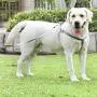 DOGNESS Comfortable Series - Harness and Leash Sets - Adjustable Lengths, Soft,Sustainable and Eco-Friendly Cotton for Small and Medium and Large Dogs Training, Walking, Running