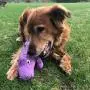 SmartPetLove Tender-Tuffs Big Shots - Tough Plush Dog Toys for Large Breeds - Plump Purple Hippo
