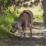 The Company of Animals - Halti Walking Harness