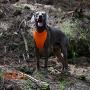 SGODA Dog Cooling Harness Cooler Exploring Vest