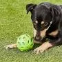 JW Pet Crackle Heads Crackle Ball, Small JW Pet Crackle Heads Crackle Ball, Small