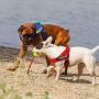 Julius-K9 IDC Innova Dog Comfort Red Belt Harness