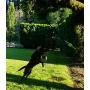 Tumbo Tugger Exercise Dog Toy - (Hanging Bungee Rope tug Toy) ENTERTAINS Your Dogs w/Energetic, Interactive Solo Play tug or war Action
