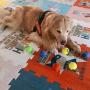 Insum Tennis Ball for Dog Pack of 12 Colorful Easy Catching Pet Dog Ball