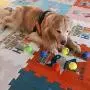 Insum Tennis Ball for Dog Pack of 12 Colorful Easy Catching Pet Dog Ball