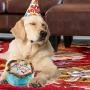 Haute Diggity Dog Yip Yip Hooray Collection | Unique Squeaky Parody Plush Dog Toys – Celebrate with Pupcakes!