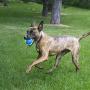 KONG Ultra Squeakair Ball Dog Toy KONG Ultra Squeakair Ball Dog Toy