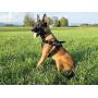 Dingo Gear Multifunctional Harness for Dog in Work, Guard Dog Training, K9 and Ipo, Cobra System Handmade