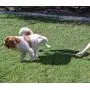 P-Scoop Dog Urine Collector - Telescopic Urine Catcher for Dogs to 29''