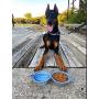 Imperio Moncada Collapsible Dog Bowl, Portable Dog Bowl