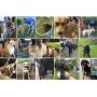 Woof Washer 360 - Perfect Dog Washing Station for Your Dog