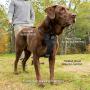 Kurgo Tru-Fit Smart Harness, Dog Harness, Pet Walking Harness, Quick Release Buckles, Front D-Ring for No Pull Training, Includes Dog Seat Belt Tether, For Small, Medium, & Large Dogs.