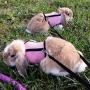 Pettom Bunny Rabbit Harness with Stretchy Leash Cute Adjustable Buckle Breathable Mesh Vest for Kitten Small Pets Walking