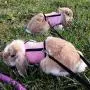 Pettom Bunny Rabbit Harness with Stretchy Leash Cute Adjustable Buckle Breathable Mesh Vest for Kitten Small Pets Walking