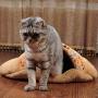 QUMY Cat Sleeping Bag Warm Soft Puppy Cat Bed Cave Igloo Nest Brown (21.5 18.8 5.1 )