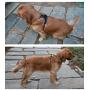 juxzh Truelove Soft Front Dog Harness .Best Reflective No Pull Harness with Handle and 2 Leash Attachments