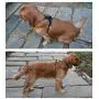 juxzh Truelove Soft Front Dog Harness .Best Reflective No Pull Harness with Handle and 2 Leash Attachments juxzh Truelove Soft Front Dog Harness .Best Reflective No Pull Harness with Handle and 2 Leash Attachments