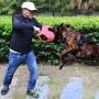 Morezi Dog Bite Sleeve Training Protection, Heavy Duty Nylon Durable, Fit Pit Bull German Shepherd Malinois, Puppy Small Dogs Training Biting Tugging War Toy