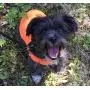 Dog Not Gone No Fly Zone Mini Safety Pet Vest Dog Not Gone No Fly Zone Mini Safety Pet Vest