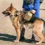 rabbitgoo Tactical Dog Harness and Bungee Dog Leash Set for Large Medium Dogs, Molle Vest for Service & Training Military Dogs Adjustable Training Hunting Dog Tactical Vest, Tan, L, Chest (31.5-41.3”)