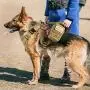 rabbitgoo Tactical Dog Harness and Bungee Dog Leash Set for Large Medium Dogs, Molle Vest for Service & Training Military Dogs Adjustable Training Hunting Dog Tactical Vest, Tan, L, Chest (31.5-41.3”)