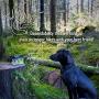 Zoorenity Compostable Poop Bag (240 Bags, Green)