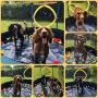 PAWISE Extra Large Dog Swimming Pool, Collapsible Pet Bathing Tub, Anti-Slip, Great for Dogs and Kids, 63
