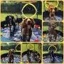 PAWISE Extra Large Dog Swimming Pool, Collapsible Pet Bathing Tub, Anti-Slip, Great for Dogs and Kids, 63