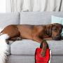 Haute Diggity Dog Fashion Hound Collection | Unique Squeaky Parody Plush Dog Toys – Pawrses and Pawbags!
