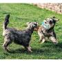 Dog Toys Puppy Chew Toys Teething Dog Bones Durable Tough Interactive Toys for Small and Medium Dogs Best Dog Birthday Gifts - 2 Pack
