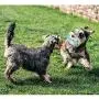 Dog Toys Puppy Chew Toys Teething Dog Bones Durable Tough Interactive Toys for Small and Medium Dogs Best Dog Birthday Gifts - 2 Pack Dog Toys Puppy Chew Toys Teething Dog Bones Durable Tough Interactive Toys for Small and Medium Dogs Best Dog Birthday Gifts - 2 Pack