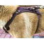 OCSOSO Durable Finest Brown Genuine Leather Dog Vest Harness Safety Dog Leather Harness Brass Plated for Medium Or Large Dogs 33.5''-35'' Chest with Dog Leash Hook