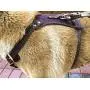 OCSOSO Durable Finest Brown Genuine Leather Dog Vest Harness Safety Dog Leather Harness Brass Plated for Medium Or Large Dogs 33.5''-35'' Chest with Dog Leash Hook